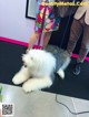 A white and gray dog on a leash being walked by a woman.