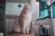 A cat sitting on top of a scratching post in front of a computer.